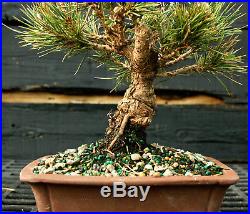 Bonsai Tree Japanese Black Pine JBP-1215H
