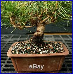 Bonsai Tree Japanese Black Pine JBP-1215J