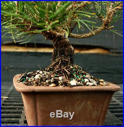 Bonsai Tree Japanese Black Pine JBP-1215J