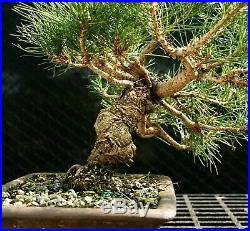 Bonsai Tree Japanese Black Pine JBP-226E