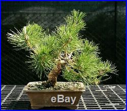 Bonsai Tree Japanese Black Pine JBP-226E