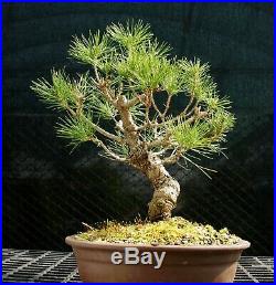 Bonsai Tree Japanese Black Pine JBP-226F
