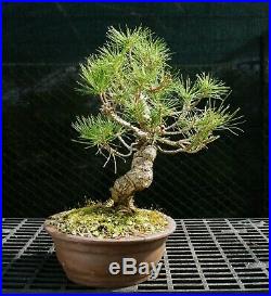 Bonsai Tree Japanese Black Pine JBP-226F