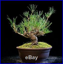 Bonsai Tree Japanese Black Pine JBP-226G