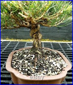 Bonsai Tree Japanese Black Pine JBP-417D