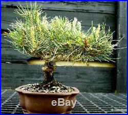 Bonsai Tree Japanese Black Pine JBP-417D