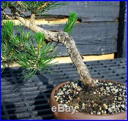 Bonsai Tree Japanese Black Pine JBP-509B
