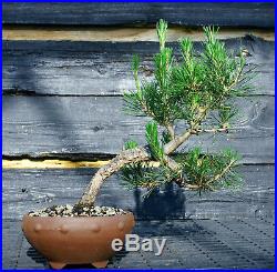 Bonsai Tree Japanese Black Pine JBP-509B