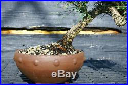 Bonsai Tree Japanese Black Pine JBP-509C