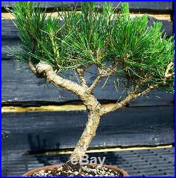 Bonsai Tree Japanese Black Pine JBP-509H