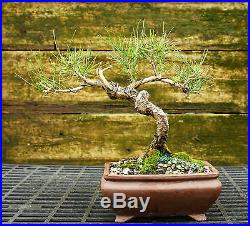 Bonsai Tree Japanese Black Pine JBP-815B