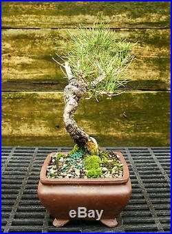 Bonsai Tree Japanese Black Pine JBP-815B