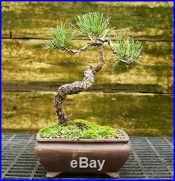 Bonsai Tree Japanese Black Pine JBP-815C