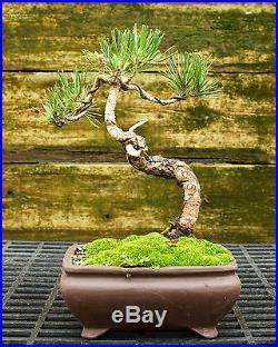 Bonsai Tree Japanese Black Pine JBP-815C