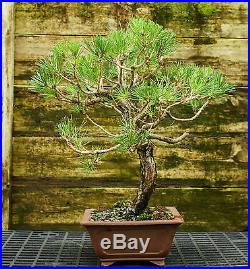 Bonsai Tree Japanese Black Pine JBP-815E
