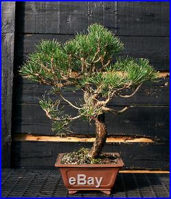 Bonsai Tree Japanese Black Pine JBP-815E