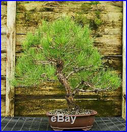 Bonsai Tree Japanese Black Pine JBP-815F