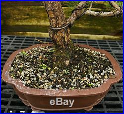 Bonsai Tree Japanese Black Pine JBP-815F