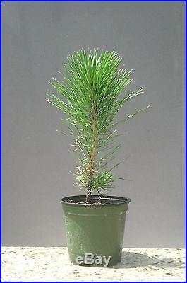 Bonsai Tree, Japanese Black Pine, Pinus thumbergii, Live Tree! Starter Tree