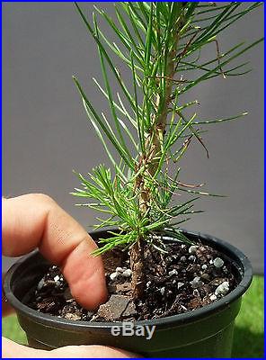 Bonsai Tree, Japanese Black Pine, Pinus thumbergii, Live Tree! Starter Tree