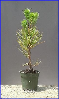 Bonsai Tree, Japanese Black Pine, Pinus thumbergii, Starter Tree Large Size