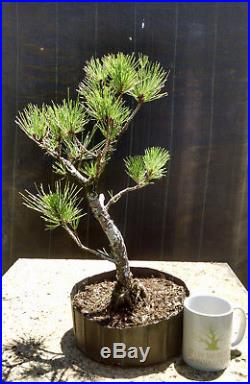 Bonsai Tree, Japanese Black Pine, Pinus thunbergii, Prebonsai, A+ Branching #3