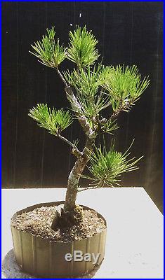 Bonsai Tree, Japanese Black Pine, Pinus thunbergii, Prebonsai, A+ Branching #3