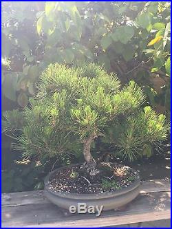 Bonsai Tree, Japanese Black Pine Tree Bonsia