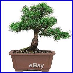 Bonsai Tree Japanese Five Needle Pine Plant 5 Years Tray Outodor Bset Gift NEW