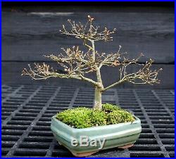 Bonsai Tree Japanese Green Leaf Maple JMGL-129B