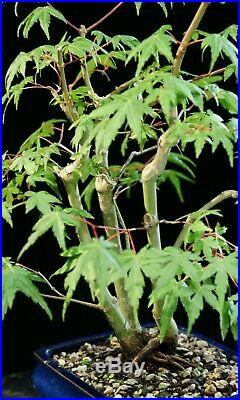 Bonsai Tree Japanese Green Leaf Maple JMGL-626B