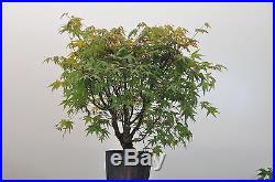 Bonsai Tree Japanese Maple
