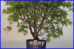 Bonsai Tree Japanese Maple