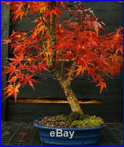 Bonsai Tree Japanese Maple Arakawa Corkbark Specimen JMAST-1130B