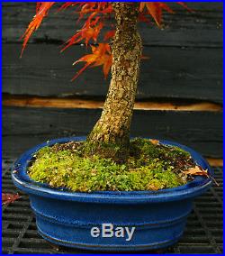 Bonsai Tree Japanese Maple Arakawa Corkbark Specimen JMAST-1130B