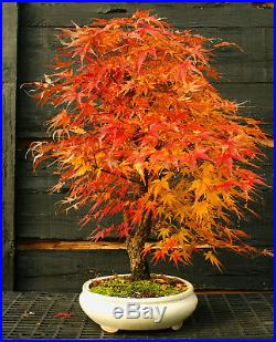 Bonsai Tree Japanese Maple Arakawa Corkbark Specimen JMAST-1130C