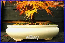 Bonsai Tree Japanese Maple Arakawa Corkbark Specimen JMAST-1130C
