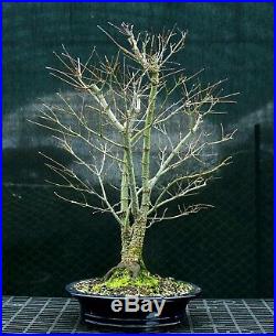 Bonsai Tree Japanese Maple Arakawa Corkbark Specimen JMAST-1215B