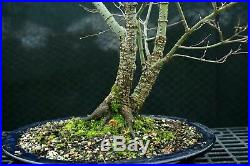 Bonsai Tree Japanese Maple Arakawa Corkbark Specimen JMAST-1215B