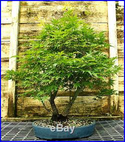Bonsai Tree Japanese Maple Arakawa Corkbark Specimen JMAST-209B