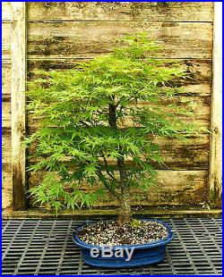 Bonsai Tree Japanese Maple Arakawa Corkbark Specimen JMAST-209D