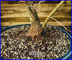 Bonsai Tree Japanese Maple Arakawa Corkbark Specimen JMAST-209E