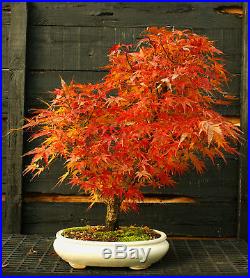 Bonsai Tree Japanese Maple Arakawa Corkbark Specimen JMAST-807A