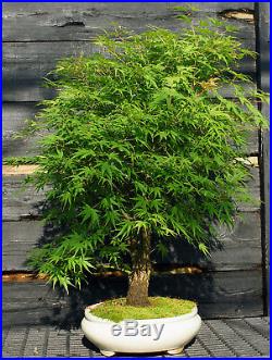 Bonsai Tree Japanese Maple Arakawa Corkbark Specimen JMAST-807A
