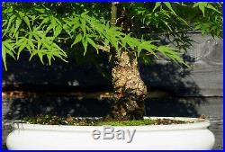 Bonsai Tree Japanese Maple Arakawa Corkbark Specimen JMAST-807B