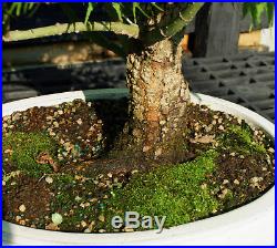 Bonsai Tree Japanese Maple Arakawa Corkbark Specimen JMAST-807B