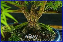 Bonsai Tree Japanese Maple Arakawa Corkbark Specimen JMAST-918C