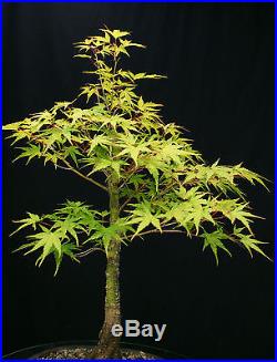 Bonsai Tree Japanese Maple Arakawa Corkbark Specimen JMA-220A
