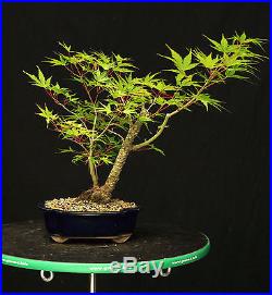Bonsai Tree Japanese Maple Arakawa Corkbark Specimen JMA-220C