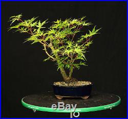 Bonsai Tree Japanese Maple Arakawa Corkbark Specimen JMA-220C